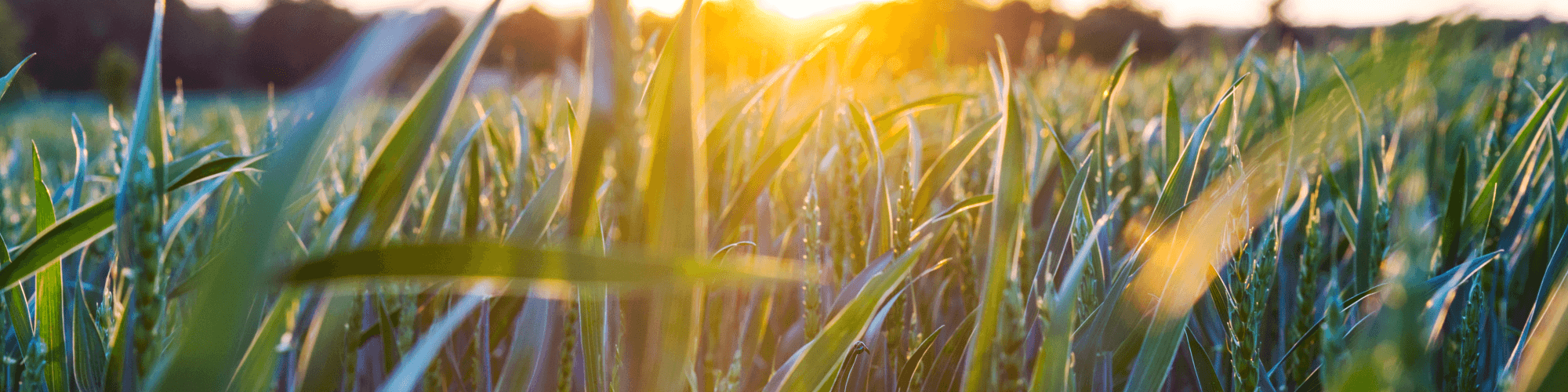 Farmers on horseback at sunset